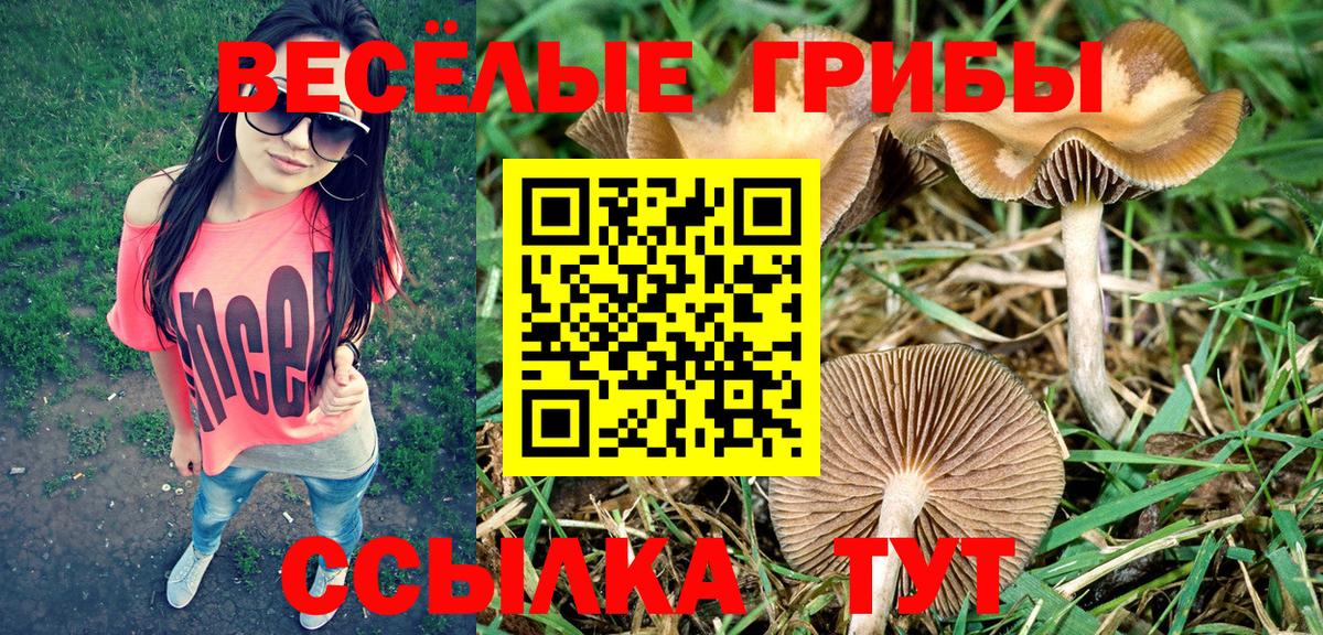 Галлюциногенные грибы Cubensis Сальск
